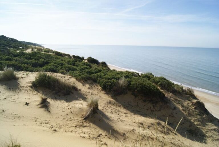 Doñana National Park Off-Road Tour from Seville - The Experience: What Travelers Are Saying