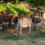 Donkey Farm and Lipa Cave Tour; Cave Crawling Donkey Calling - Final Thoughts