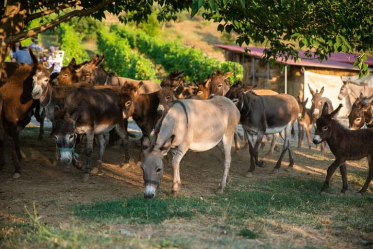 Donkey Farm and Lipa Cave Tour; Cave Crawling Donkey Calling - Final Thoughts