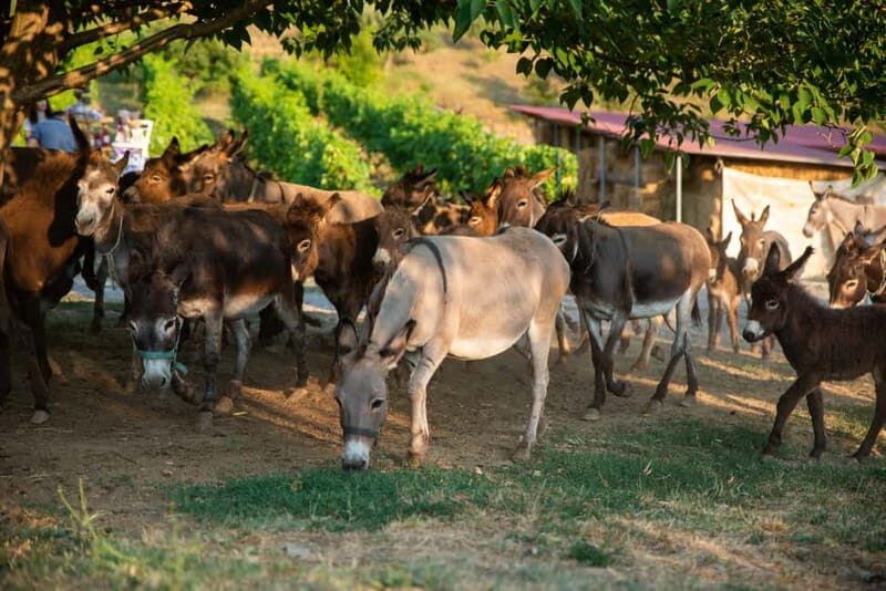 Donkey Farm and Lipa Cave Tour; Cave Crawling Donkey Calling - Final Thoughts