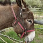 Donkey Ride - Cretan Country - The Human Element: Guides and Group Size