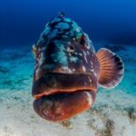 Double Dive Elba Island - A Closer Look at the Experience