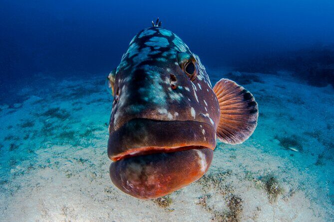 Double Dive Elba Island - A Closer Look at the Experience