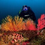 Double Dive in Cascais - go further and go under! - Authentic Reviews and Insights