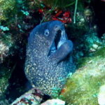 Double dive in Menorca: Discover Menorca's Marine Reserve - Why This Tour Is a Great Fit