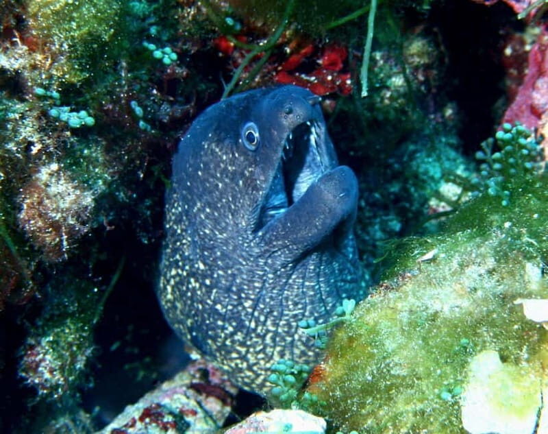 Double dive in Menorca: Discover Menorca's Marine Reserve - Why This Tour Is a Great Fit