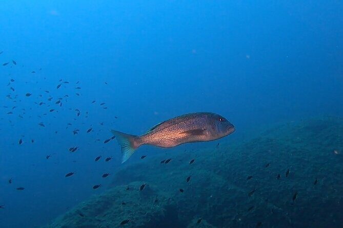 Double dive in the Capo Carbonara Marine Protected Area, for patents. - The Sum Up: The Bottom Line