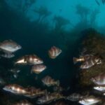 Double Scuba Dive on a Marine Reserve - Why This Tour Offers Excellent Value