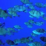 Double Scuba Diving - Authentic Marine Encounters: What You’ll Likely See