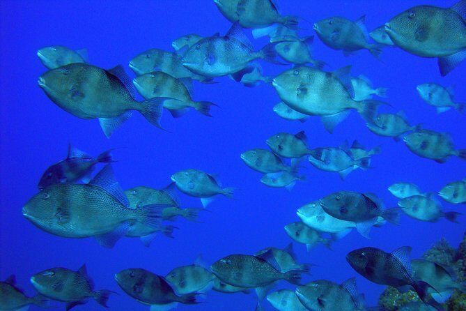 Double Scuba Diving - Authentic Marine Encounters: What You’ll Likely See