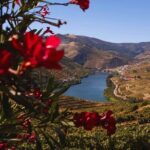 Douro Three Winery Small Group Tour with Lunch and Tastings - The Sum Up