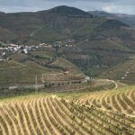 Douro Valley private tour includes wine tasting and boat trip - Authentic Experiences and Insights from Travelers