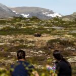 Dovrefjell National Park: Hiking Tour and Musk Ox Safari - Who Will Love This Experience?