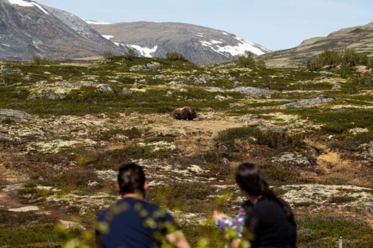 Dovrefjell National Park: Hiking Tour and Musk Ox Safari - Who Will Love This Experience?
