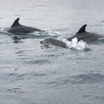 Dreamer Cave and Dolphins Boat Tour with Transport from Albufeira - What Makes This Tour Special?