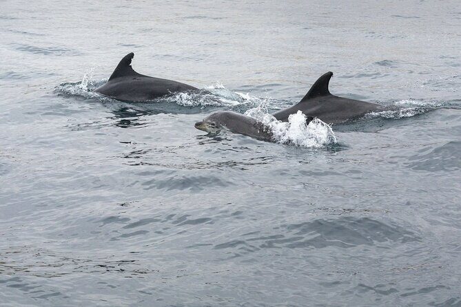 Dreamer Cave and Dolphins Boat Tour with Transport from Albufeira - What Makes This Tour Special?