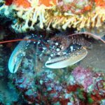 DSD - First time diving course - The Inclusion and Practicalities