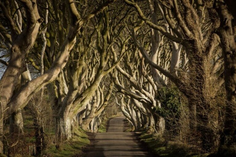 Dublin: Giant's Causeway, Dark Hedges & Titanic Guided Tour - Final Thoughts: Who Will Love This Tour?