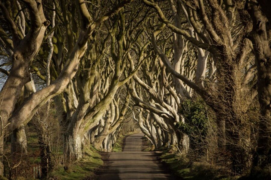 Dublin: Giant's Causeway, Dark Hedges & Titanic Guided Tour - Final Thoughts: Who Will Love This Tour?
