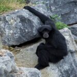 Dublin Zoo Skip-the-line Tickets and Private Transfers - The Sum Up