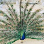 Dubrovnik Boat Tour: Lokrum Island, Betina Cave & St.Jacobs Beach - Snorkeling and Equipment