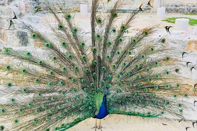 Dubrovnik Boat Tour: Lokrum Island, Betina Cave & St.Jacobs Beach - Snorkeling and Equipment