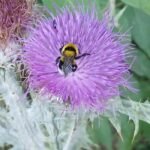 Dubrovnik: Dawn Nature Walk with Historical Twist - Frequently Asked Questions