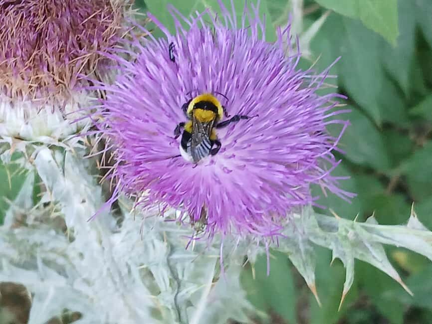 Dubrovnik: Dawn Nature Walk with Historical Twist - Frequently Asked Questions