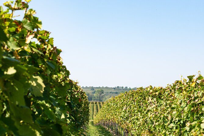 Dubrovnik Private Walking Tour and Wine - The Sum Up: Who Should Consider This Experience?