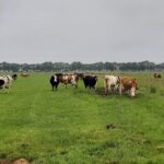 Dutch Windmills & Polder Walking Tour - Frequently Asked Questions