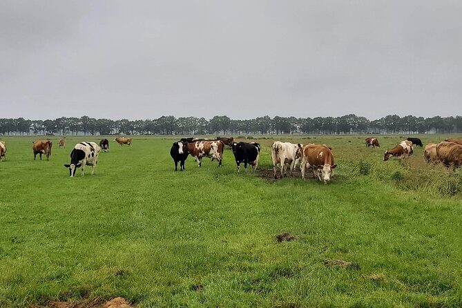 Dutch Windmills & Polder Walking Tour - Frequently Asked Questions