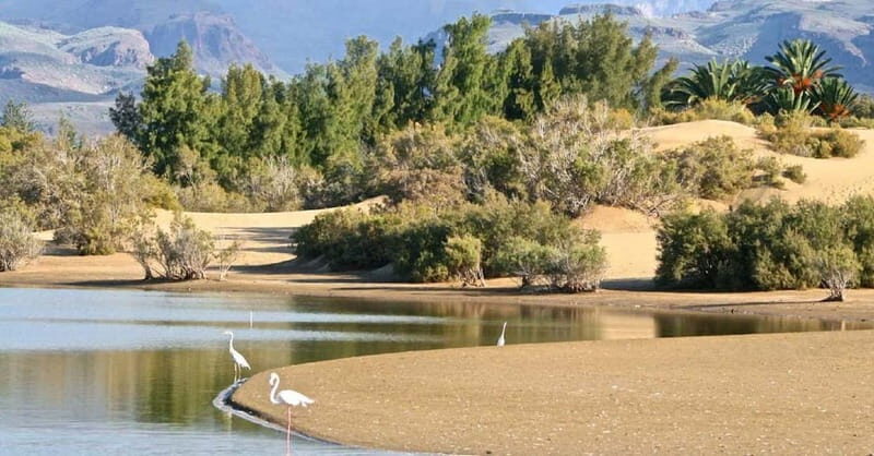 E-Bike CitySightseeing: Maspalomas, Playa Ingles, Meloneras - The Sum Up