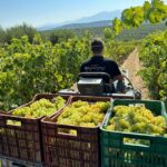 E-bike-Full Day- Olive oil Factory & Wine Tasting - What Makes This Tour Stand Out?