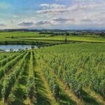 E-Bike tour and Wine tasting from Desenzano Inland - What the Price Gets You