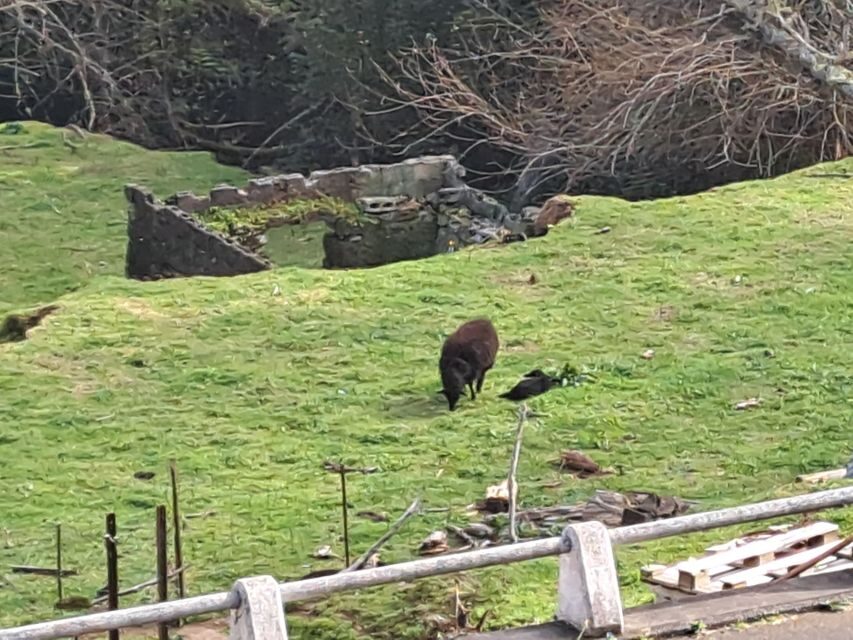 EAST MADEIRA:,Peaks, Forest walk,Thatched Roofs, Rum factory - Exploring the Itinerary