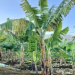 Ecological Banana Plantation Tour - Final Thoughts on Value and Experience
