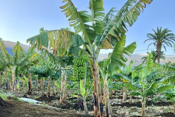 Ecological Banana Plantation Tour - Final Thoughts on Value and Experience