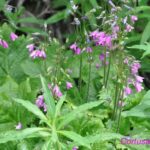 EDIBLE SPONTANEOUS PLANTS - Who Would Love This?