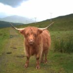 Edinburgh: Private Loch Ness Glencoe and The Highlands Tour - Transportation and Group Size