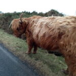 Edinburgh: Stirling, Highlands, Loch Ness, Mull 5-Day Tour - What Makes This Tour Stand Out?