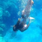 Egadi Sail Boat Tour to Favignana and Levanzo from Trapani - What the Experience Includes and Excludes