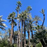 Elche: Entry Ticket Huerto del Cura National Artistic Garden - Final Thoughts