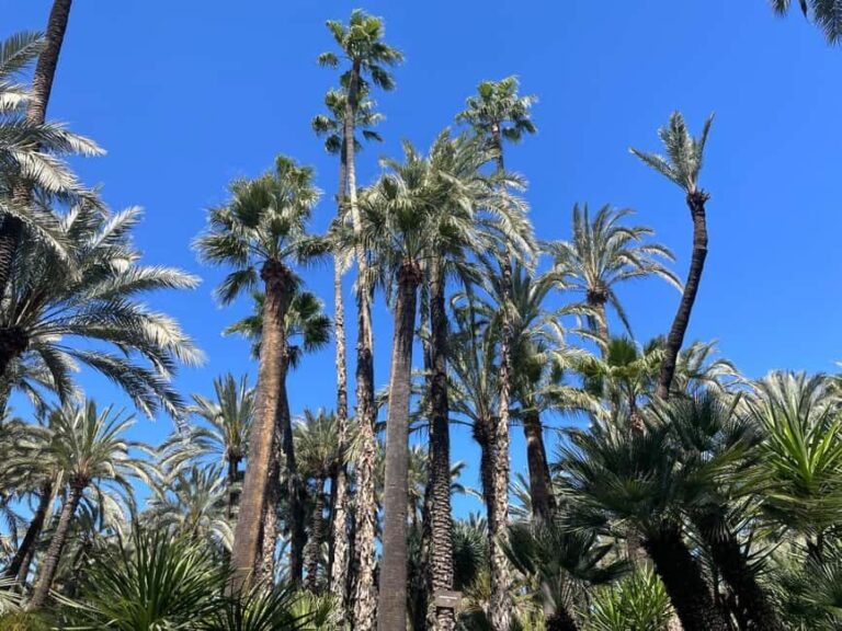 Elche: Entry Ticket Huerto del Cura National Artistic Garden - Final Thoughts