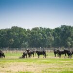 Electric bike excursion in Camargue - The Experience from a Traveler’s Perspective