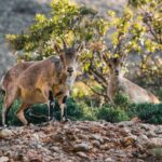 Elegant Private Picnic in Montserrat at 1100m Altitude - The Sum Up