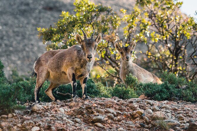 Elegant Private Picnic in Montserrat at 1100m Altitude - The Sum Up