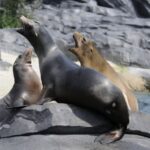 Emmen: Wildlands Adventure Zoo and Rimbula River Boat Ride - Who Should Visit?