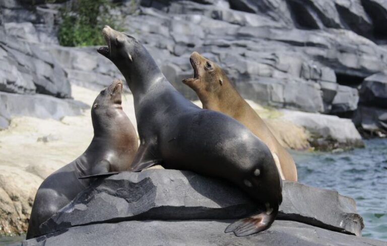 Emmen: Wildlands Adventure Zoo and Rimbula River Boat Ride - Who Should Visit?