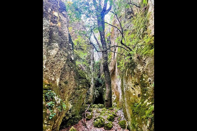 Enchanted Forest Hike and Wine Tasting Private Tour - Who Would Love This Tour?