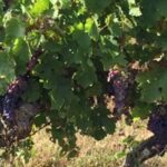 English Speaking Loire Winery Tours originating from Chinon - Practical Tips for Booking and Enjoying